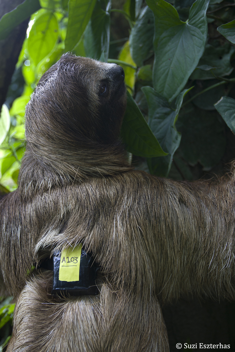 keel eco sloth