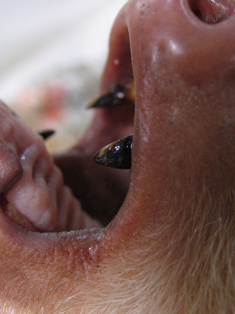 Sloth Teeth