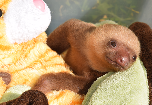 Sloth Sanctuary Of Costa Rica — Since 1992 The First Advocate For Sloths In Costa Rica