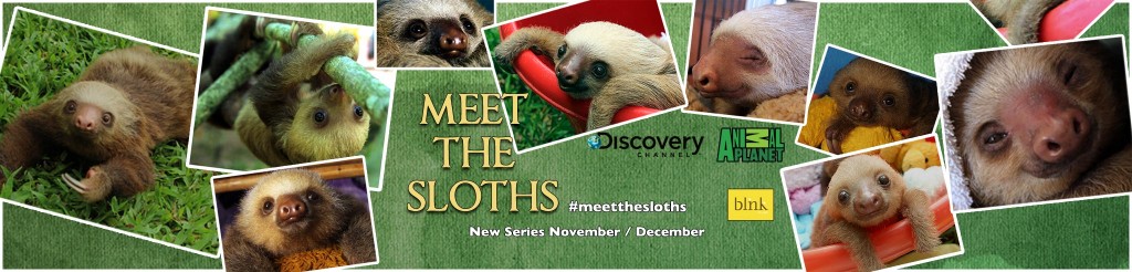 Meet the Sloths