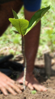 Planting a Terminalia catappa sapling in our orchard for Earth Day