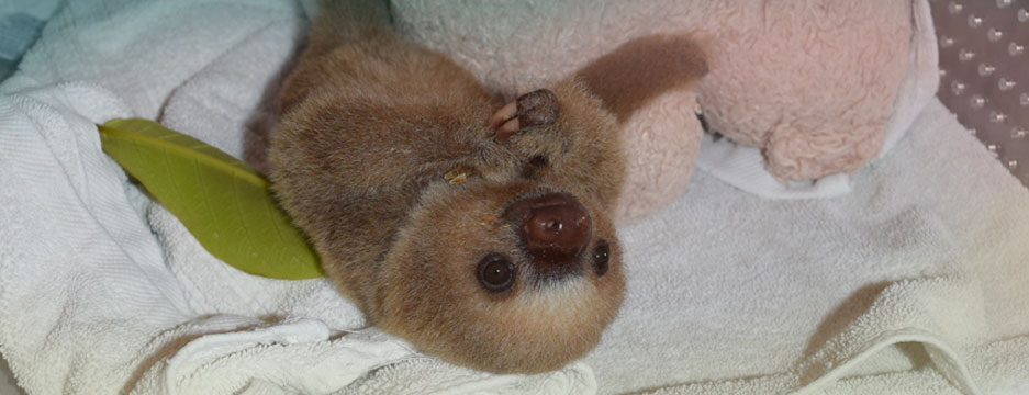 A rescued infant in a NICU incubator