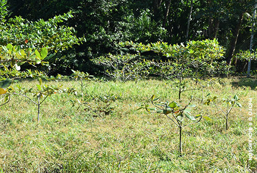 Young Terminalia catappa trees growing in the Sloth Sanctuary orchard