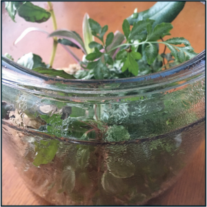 Rainforest in a Jar: The Water Cycle