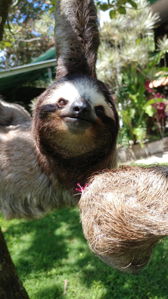 Buttercup the sloth among leaves