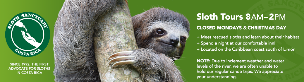 Sloth, Species